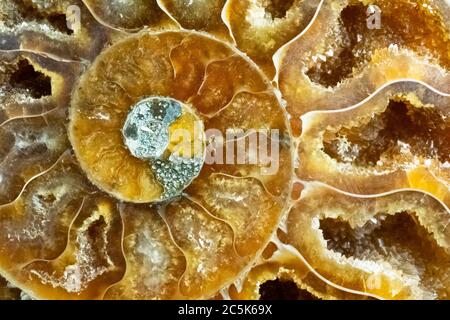 Farbenfrohe Makroaufnahme eines gewickelten orangen Ammoniten-Fossils. Ich habe spezielle Beleuchtung verwendet, um die hellen orange und braunen Farben und Kristallstrukturen herauszubringen. Stockfoto