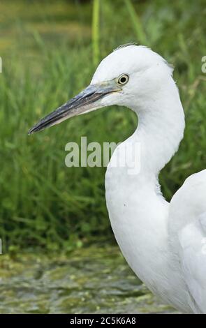 Kleiner Reiher (Egretta garzetta garzetta) Nahaufnahme des Kopfes von Jugendlichen Eccles-on-Sea, Norfolk, Großbritannien Juli Stockfoto