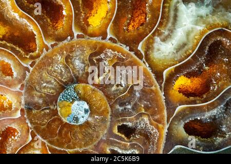 Farbenfrohe Makroaufnahme eines gewickelten orangen Ammoniten-Fossils. Ich habe spezielle Beleuchtung verwendet, um die hellen orange und braunen Farben und Kristallstrukturen herauszubringen. Stockfoto