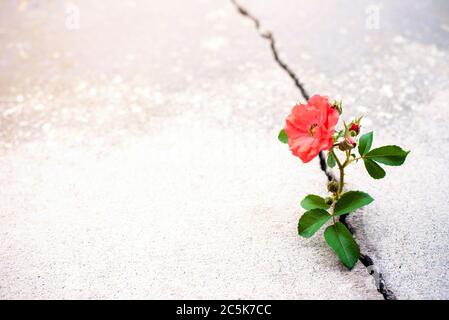 Rosenblüte wächst aus Riss in der Stange, Hoffnung und neues Wachstum in der Mitte der Krise, neues Leben neue Hoffnung Stockfoto