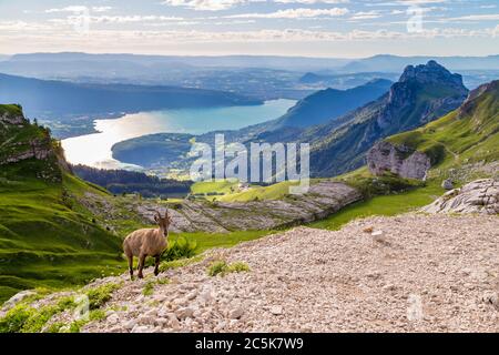 Alpine Ibex (Bouquetin) in den französischen Alpen, über dem See Annecy. Stockfoto