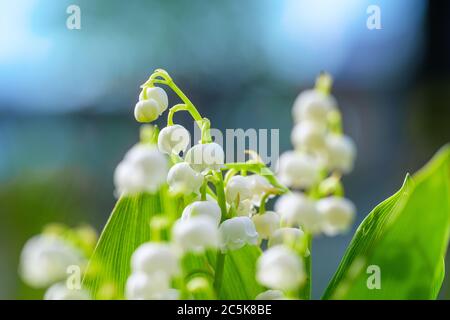 Blume Frühling Maiglöckchen Hintergrund Horizontale Nahaufnahme Makro-Aufnahme. Blumenstrauß von Lilien des Tales in Vase gegen blauen Himmel. Natürliche Natur b Stockfoto