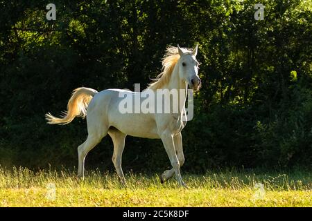 Weißes Pferd, reinrassig auf einem Feld Stockfoto