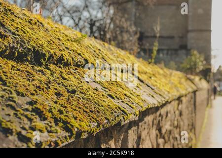 Mittelalterliche Steinmauer mit einer großen Menge von Moos auf einer nach Süden gerichteten Steinmauer in der Nähe einer historischen Kathedrale gesehen. Stockfoto