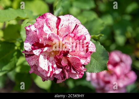 Blühende Rosenblüte mit rot-weißen gesprenkelten Blütenblättern. Draufsicht. Blühende Rosen. Stockfoto