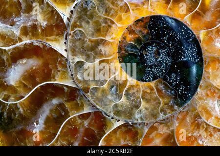 Farbenfrohe Makroaufnahme eines gewickelten orangen Ammoniten-Fossils. Ich habe spezielle Beleuchtung verwendet, um die hellen orange und braunen Farben und Kristallstrukturen herauszubringen. Stockfoto