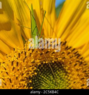 Blühende Sonnenblume in einer Nahaufnahme Stockfoto