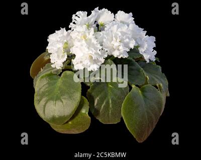 Blühendes Violett Uzambara, Hybrid, Weißer Terry, Nahaufnahme, Makrofotografie, Isoliert Auf Schwarzem Hintergrund Stockfoto