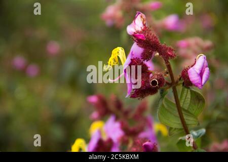 Blume in den Yunnan Bergen Stockfoto