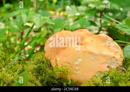 Holz Igelpilz, oder Hydnum repandum, köstliche essbare Pilz in natürlichen Lebensraum, Blick von oben Stockfoto
