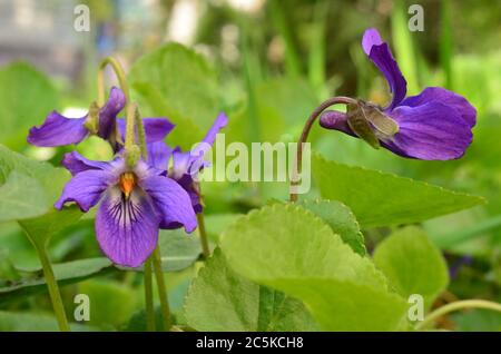 Duftender Frühling Violet blüht zwischen Griingras und Blättern auf einem Rasen im Frühling Stockfoto