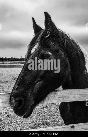 Ein Pferd, das über seinen Zaun schaut. In schwarz und weiß Stockfoto
