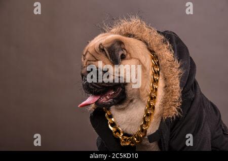 Mops Hund tragen schwarze Jacke mit Fell Kapuze und großen goldenen Halskette, Gangster, Portrait, studio Shot, horizontale Ausrichtung Stockfoto