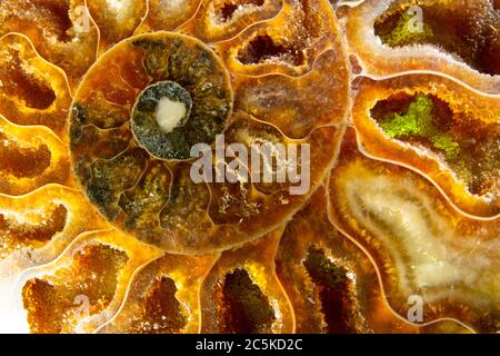 Farbenfrohe Makroaufnahme eines gewickelten orangen Ammoniten-Fossils. Ich habe spezielle Beleuchtung verwendet, um die hellen orange und braunen Farben und Kristallstrukturen herauszubringen. Stockfoto