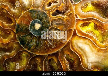 Farbenfrohe Makroaufnahme eines gewickelten orangen Ammoniten-Fossils. Ich habe spezielle Beleuchtung verwendet, um die hellen orange und braunen Farben und Kristallstrukturen herauszubringen. Stockfoto