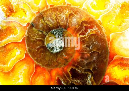 Farbenfrohe Makroaufnahme eines gewickelten orangen Ammoniten-Fossils. Ich habe spezielle Beleuchtung verwendet, um die hellen orange und braunen Farben und Kristallstrukturen herauszubringen. Stockfoto