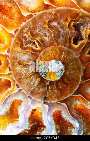 Farbenfrohe Makroaufnahme eines gewickelten orangen Ammoniten-Fossils. Ich habe spezielle Beleuchtung verwendet, um die hellen orange und braunen Farben und Kristallstrukturen herauszubringen. Stockfoto