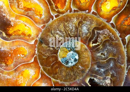 Farbenfrohe Makroaufnahme eines gewickelten orangen Ammoniten-Fossils. Ich habe spezielle Beleuchtung verwendet, um die hellen orange und braunen Farben und Kristallstrukturen herauszubringen. Stockfoto