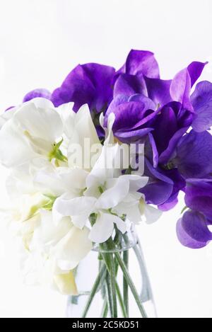 Lathyrus odoratus 'Wuthering Heights'. Sweet Peas 'Cathy' und 'Heathcliff' Stockfoto