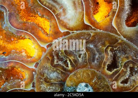 Farbenfrohe Makroaufnahme eines gewickelten orangen Ammoniten-Fossils. Ich habe spezielle Beleuchtung verwendet, um die hellen orange und braunen Farben und Kristallstrukturen herauszubringen. Stockfoto