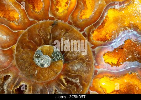 Farbenfrohe Makroaufnahme eines gewickelten orangen Ammoniten-Fossils. Ich habe spezielle Beleuchtung verwendet, um die hellen orange und braunen Farben und Kristallstrukturen herauszubringen. Stockfoto