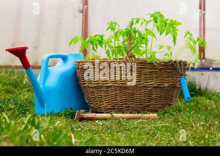 Vorbereitung Tomatenpflanzen für die Pflanzung in einem Gewächshaus. Weidenkorb mit Tomatenpflanzen aus der Nähe. Gießkanne und Gartenwerkzeug aus nächster Nähe Stockfoto