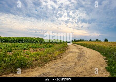 Ein Feldweg zwischen einem Sonnenblumenfeld und einem Weizenfeld in Ungarn Stockfoto