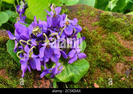 Bouquet von duftenden Veilchen auf rotem Stein mit Moos überwuchert Stockfoto