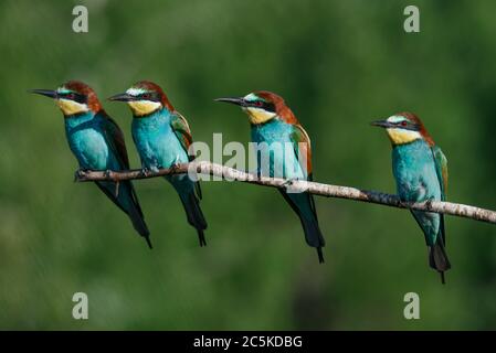 Vier in einem Bienenfresser Zweig Stockfoto