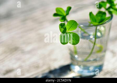 Vierblättrige Kleeblätter mit Wasser Holzhintergrund. Grünes vierblättriger Klee in der Sonne Nahaufnahme. Klee für viel Glück. Stockfoto