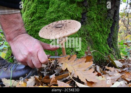 Pflücken Sie schöne Exemplare von köstlichen, essbaren Macrolepiota procera oder Sonnenpilz im Herbst Eichenwald Stockfoto