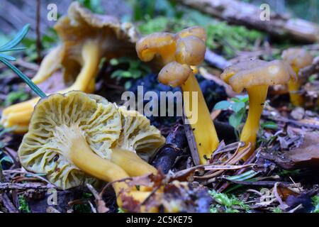 Spätherbst Craterellus lutescens, oder Cantharellus lutescens oder Cantharellus xantopus oder Cantharellus aurora, allgemein bekannt als Gelber Fußpilz Stockfoto