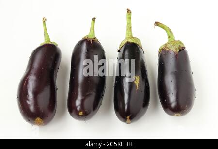 Vier große Auberginen mit Wassertropfen, weißer Hintergrund, Bio-Food-Konzept, Nahaufnahme, Draufsicht Stockfoto