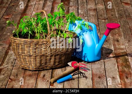 Vorbereitung Tomatenpflanzen für die Pflanzung in einem Gewächshaus. Weidenkorb mit Tomatenpflanzen aus der Nähe. Gießkanne und Gartenwerkzeug aus nächster Nähe Stockfoto
