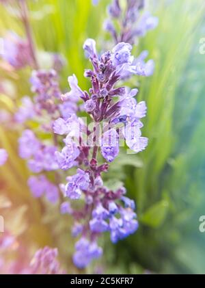 Lavendelzweig. Makroblumen. Stock Foto. Stockfoto