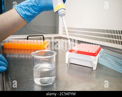 Laborant in blauen medizinischen Handschuhen mit einer elektronischen Pipette. Forscher- und Laborkonzepte. Stockfoto