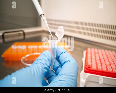 Laborant in blauen medizinischen Handschuhen mit einer elektronischen Pipette, um Flüssigkeit in ein eppendorf zu geben. Forscher- und Laborkonzepte. Stockfoto