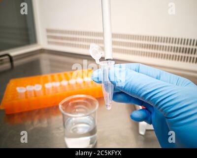 Laborant in blauen medizinischen Handschuhen mit einer elektronischen Pipette, um Flüssigkeit in ein eppendorf zu geben. Forscher- und Laborkonzepte. Stockfoto