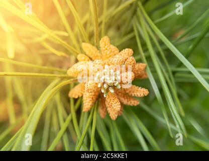 Makro-Foto von Tannenbaum Kegel mit Sonnenlicht. Draufsicht. Stockfoto