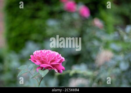 Schöne Blumen Stockfoto