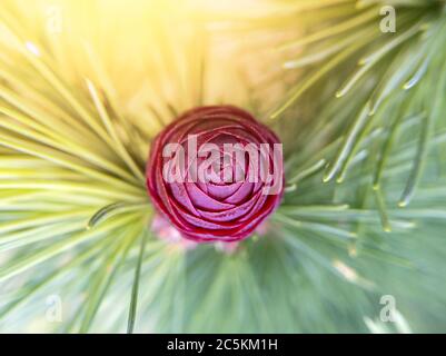 Makro-Foto von Tannenbaum Kegel mit Sonnenlicht. Draufsicht. Stockfoto