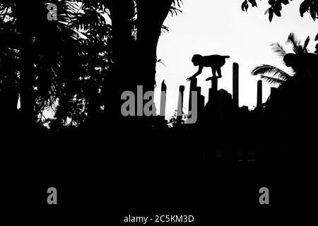 Makaken-Affen, die in Railay, Krabi, an einem Zaun entlang klettern. Thailand Stockfoto