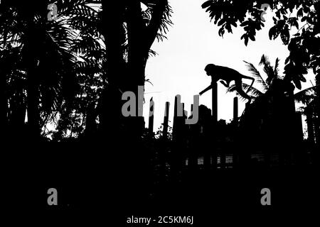 Makaken-Affen, die in Railay, Krabi, an einem Zaun entlang klettern. Thailand Stockfoto