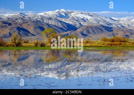 Die östlichen Sierra Berge spiegeln sich in einem lokalen Teich. Stockfoto