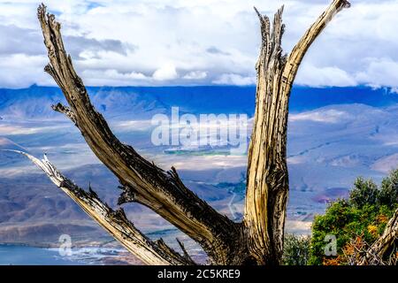 Blick durch einen verwitterten Baum über ein großes Tal bis zu einem Fluss, der aus den Bergen fließt. Stockfoto