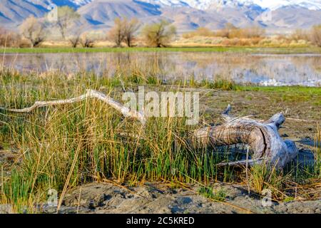 Ein alter Baumstamm sitzt zwischen Gräsern auf einer Wiese in den Bergen. Stockfoto