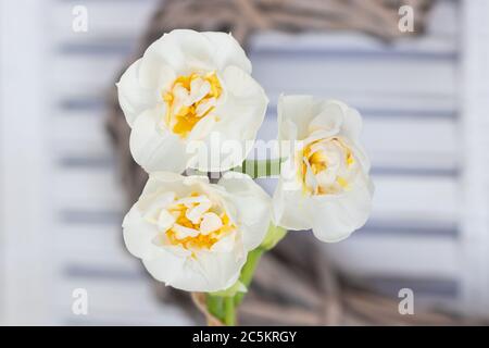 narzissen Blüten in weiß und gelb Makro Stockfoto