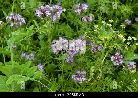 Schöne lila lila blühende Phacelia tanacetifolia blüht auf einem Feld bei Sonnenuntergang. Natürliche europäische Landschaft. Stockfoto