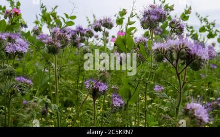 Schöne lila lila blühende Phacelia tanacetifolia blüht auf einem Feld bei Sonnenuntergang. Natürliche europäische Landschaft. Stockfoto