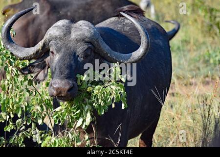 Ein afrikanischer Kapbüffel (Syncerus Caffer) mit großen Hörnern, die in einem Busch im Sabi Sand Game Reserve, Greater Kruger, Südafrika fressen. Stockfoto